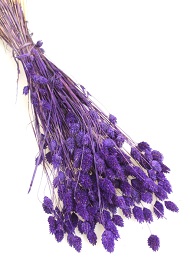 Фиолетовые метелки фаляриса