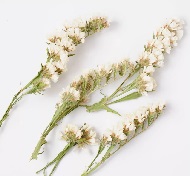 Светлые соцветия статицы