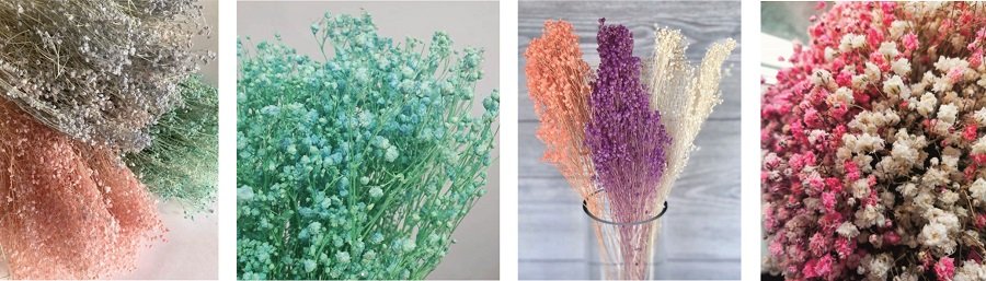 Сухоцвет Брум-блум Сухоцвет Брум-блум