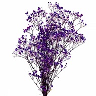 Сухая гипсофила