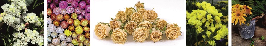 Сухоцветы желтых оттенков Сухоцветы желтых оттенков