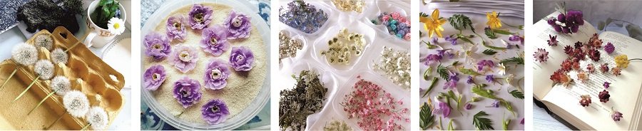 Сухие растения для декора и творчества Сухие растения для декора и творчества