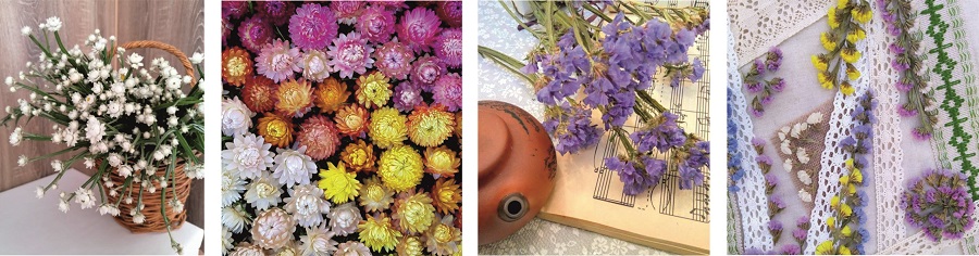 Сухоцвет бессмертник