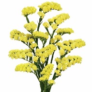 Сухоцвет Статица