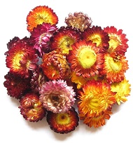 гелихризум сухоцвет