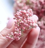 Засушенные соцветия озотамнуса