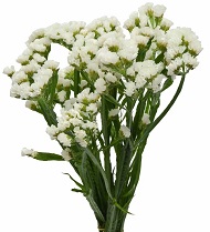 статица сухоцвет