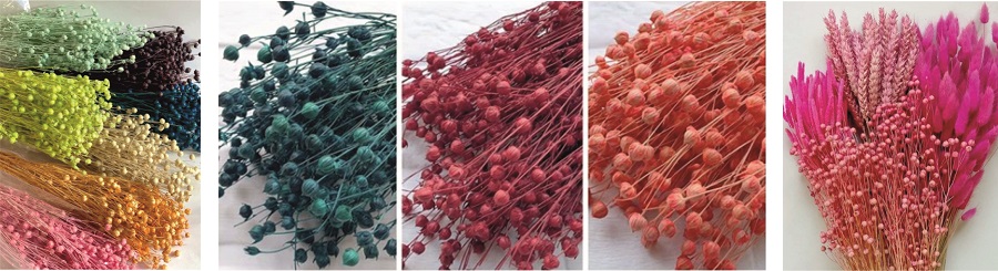 Растение лён (он же межеумок, долгунец, кудряш)