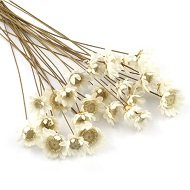 Сухие стебли растений