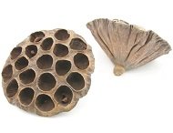 Семенные коробочки