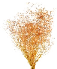 Оранжевый брум блум