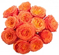 сухие бутоны роз