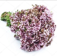 Сиреневые соцветия сухой душицы