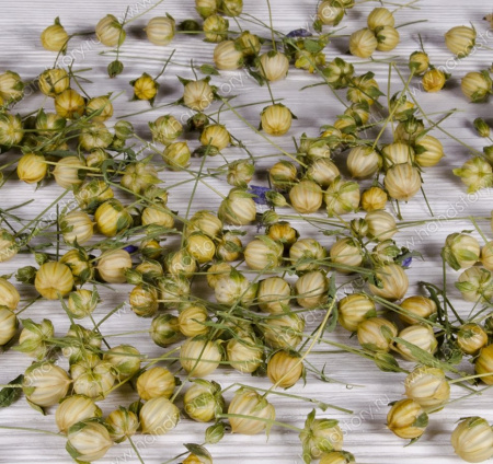 Лён, коробочки на ножке, сухоцвет, коробочки 4-6 мм