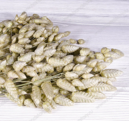 Бриза, сухоцвет, натуральный, 5-7 веточек