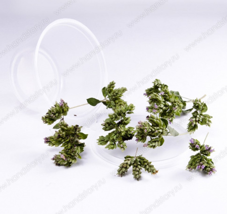 Душица, коробочки, сухоцвет, зеленый, фиолетовый