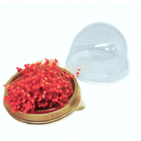 Брум блум оранжевый, сухоцвет, 25-30 соцветий