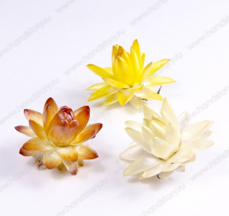 Гелихризум, сухоцвет, от 20 мм, микс: желтый, оранжевый, белый (3 шт/уп)