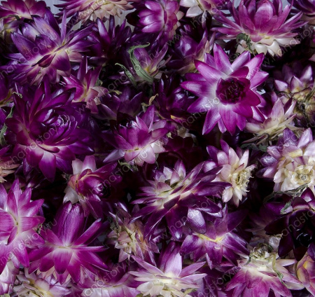 Гелихризум, сухоцвет, от 20 мм, сливовый (3 шт/уп)