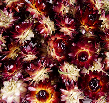 Гелихризум, сухоцвет, до 20 мм, бордово-желтый (5 шт/уп)