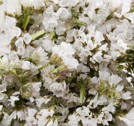 Статице, сухоцвет, белый